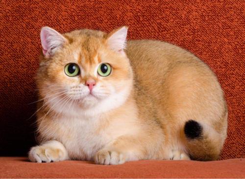 土耳其梵猫多少钱一只,土耳其梵猫多少钱一只大黄猫,金渐层和土耳其梵猫有什么区别？