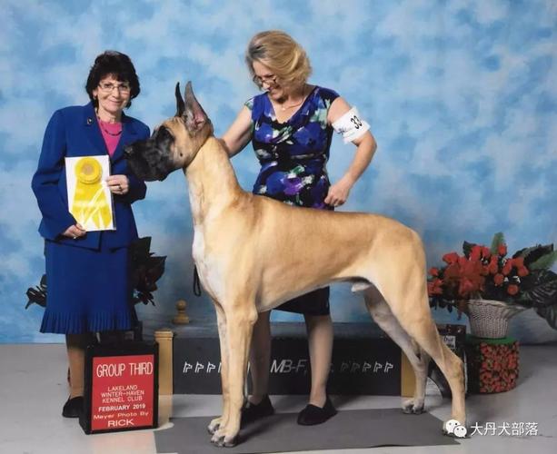 大丹犬价格多少钱一只,大丹犬价格多少钱一只幼小,世界上十大巨型犬排名？