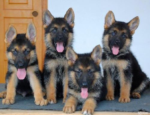 德国黑背犬多少钱一只,德国黑背犬多少钱一只幼犬,黑贝狗和德牧哪个贵？