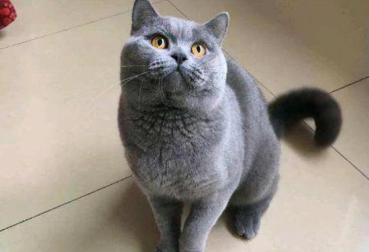 纯种英短蓝猫图片,纯种英短蓝猫图片多少钱一只,正规猫舍，纯种英短蓝猫大概多少钱一只？