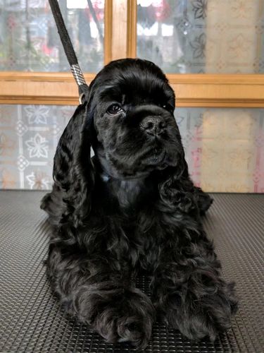 黑色可卡犬多少钱一只,黑色可卡犬图片,可卡是什么？