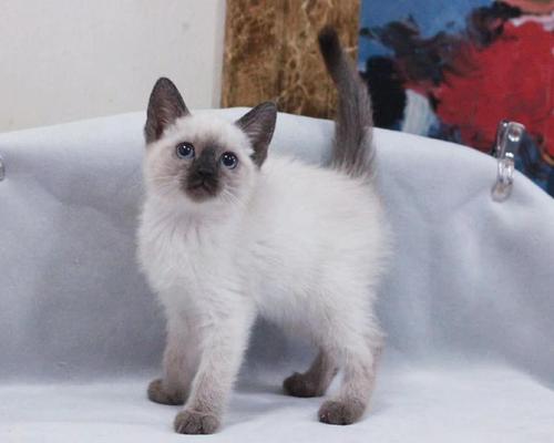 纯种暹罗猫的图片,暹罗猫一般多少钱,怎么区分纯种暹罗猫？