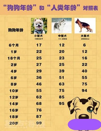 狗一岁相当于人多少岁,狗一岁相当于人多少岁?,狗狗十五年相当于人类多少岁？