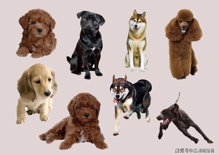 狗纯种和不纯种的区别,狗纯种和不纯种的区别图片,新手必看：纯种宠物狗什么意思？