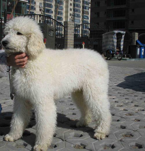 大贵宾犬多少钱一只,大贵宾犬多少钱一只白色,巨型贵宾犬市场价多少？