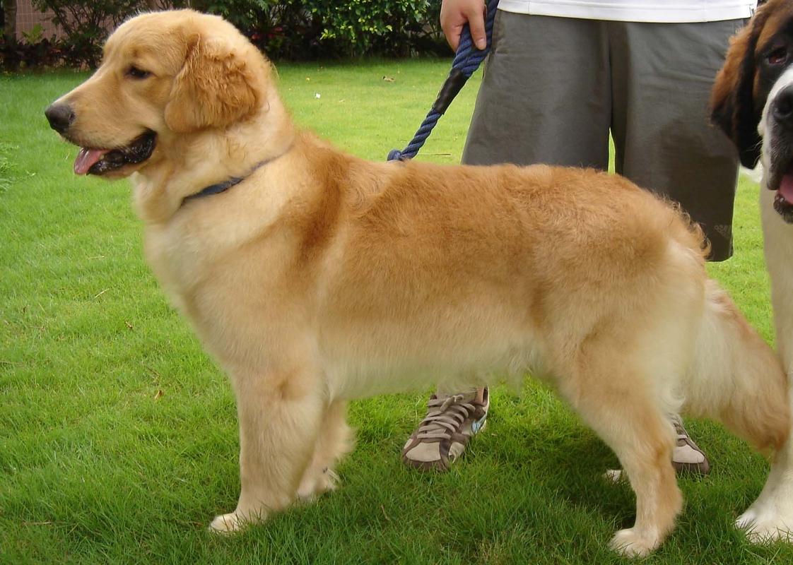 纯种金毛犬的特征,纯种金毛犬的特征能活多少岁,纯种金毛特征是什么？