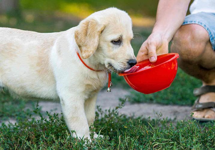 小狗一天要喝多少水,小狗一天要喝多少水正常,一个月的小狗要喝多少水？