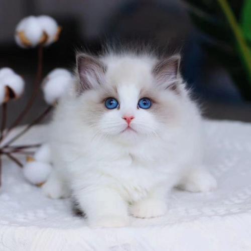 布偶小奶猫多少钱一只,布偶小奶猫多少钱一只幼崽,1-4个月幼猫布偶怎么喂养？
