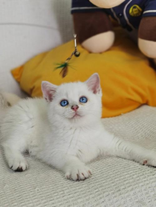 纯种银点猫图片,纯种银点猫图片及价格?,银点猫有什么血统？