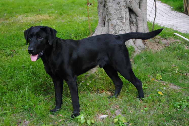 纯种的拉布拉多犬价位,纯种的拉布拉多犬价位黑色,纯种的拉布拉多大概多少钱，赛级是什么？
