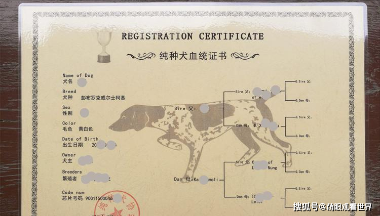 中国纯种犬协会,中国纯种犬协会官网,缅因单血统和双血统的区别？