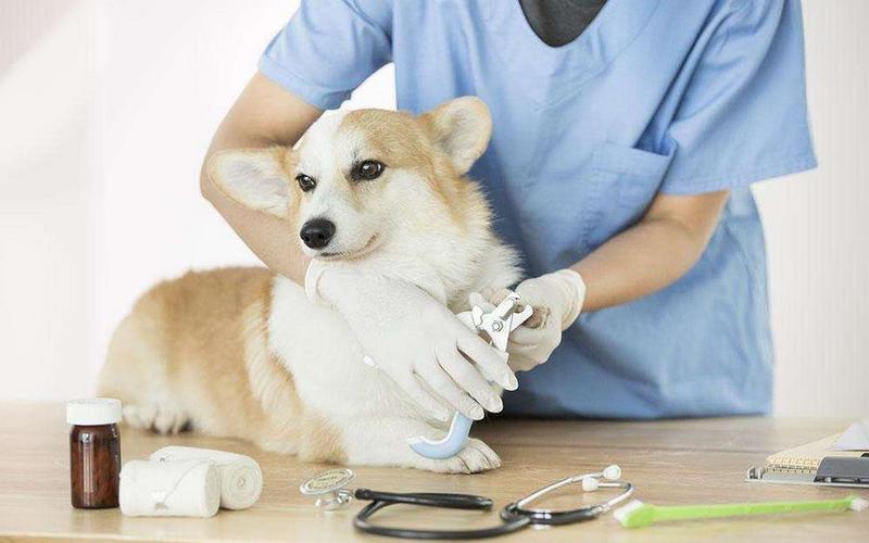 给狗检查身体多少钱,幼犬做个体检要多少钱,小型狗感冒去宠物医院要花多少？