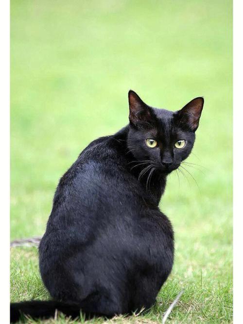 纯种孟买猫图片,纯黑的猫一般人养不了,孟买猫幼猫500一只可能吗？