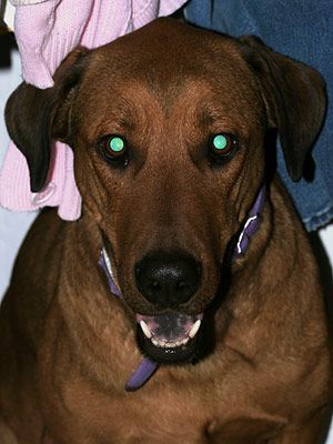 狗眼睛发红光是纯种,狗眼睛发红光是纯种还是混血,为什么狗狗有一只眼睛会发绿光？