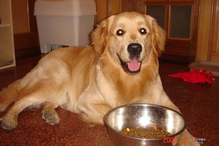 金毛一天要吃多少狗粮,金毛一天要吃多少狗粮正常,小金毛一天吃多少狗粮每天按自己体重的多少百分之多少来喂呀？