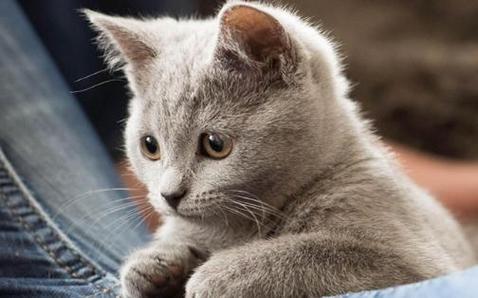 卡尔特猫多少钱一只,卡尔特猫,十大最适合懒人养的猫排名？