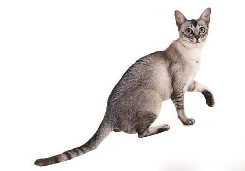 波米拉猫多少钱一只,波米拉猫多少钱一只幼崽,努比特是什么猫？