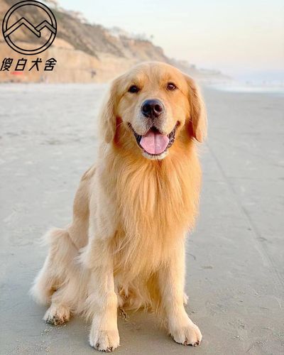 金丝狗多少钱一只,金丝犬的图片,金丝狗和金毛狗有什么区别？