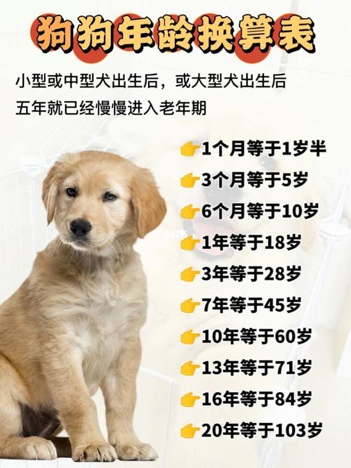 狗多少个月算一岁,狗多少个月算一岁半,两年的狗相当于人的多少岁？