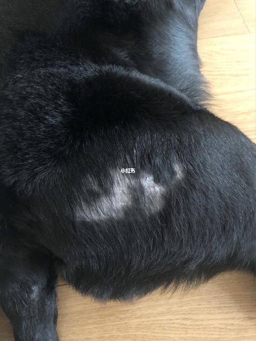 狗狗刮片检查多少钱,狗狗刮片检查多少钱一次,我家狗狗皮肤下起黑色的斑，掉毛起皮屑一块一块的，是怎么了？