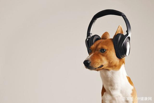 狗的听力是人的多少倍,狗的听力是人的多少倍简介,狗的听觉比人类的听觉高出多少倍？