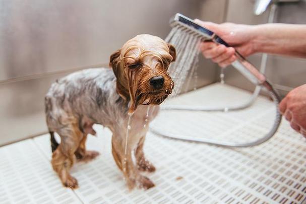 幼犬洗澡水温多少合适,狗洗完澡第二天死了,给狗洗澡用多少度的水？