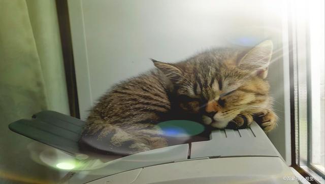 猫咪一般多少度觉得冷,空调房猫咪一般多少度觉得冷,12度猫咪会冷吗？