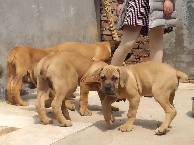 南非獒犬多少钱一只,南非獒犬多少钱一只左右,南非獒犬体重？