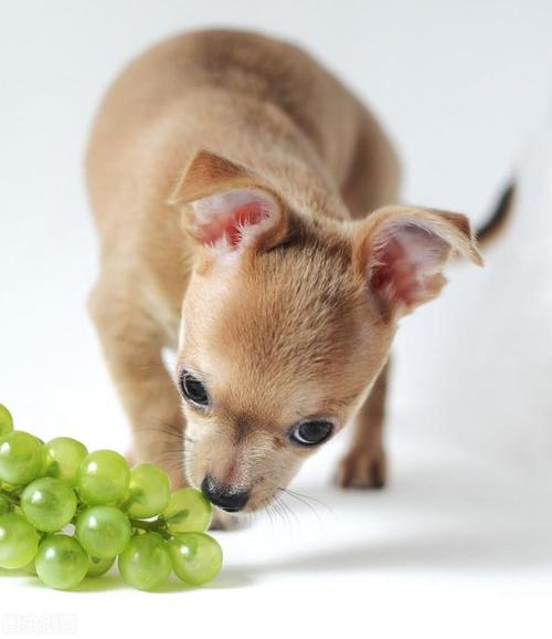 狗狗吃多少葡萄会中毒,狗狗吃多少葡萄会中毒症状,葡萄中的哪种物质对狗有害？为什么？