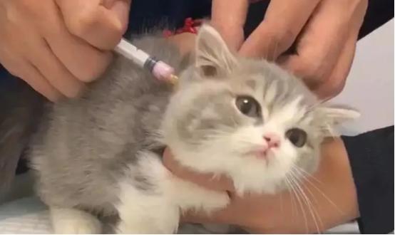猫咪预防针多少钱一针,猫咪预防针多少钱一针要打几针,请问给猫打一次疫苗需要多少钱？