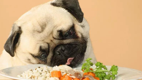 狗的饭量多少合适,狗的饭量多少合适啊,7kg小型犬一天饭量多少？