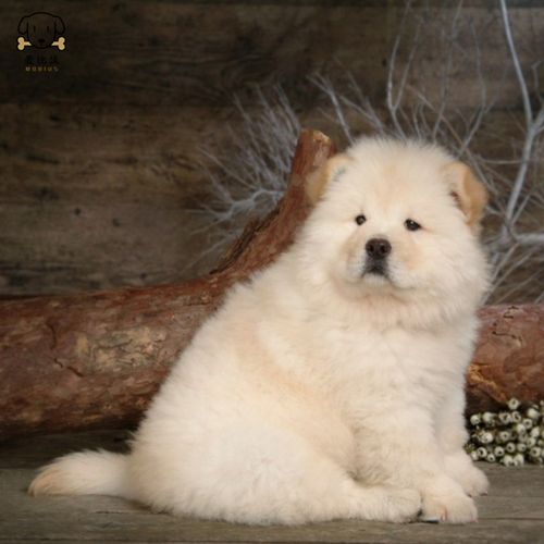熊狮犬多少钱一只,熊狮犬多少钱一只幼犬,广东熊狗的性格怎么样？