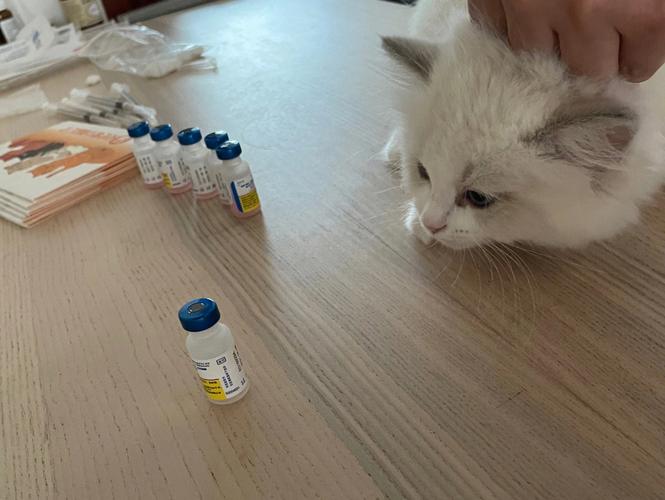 猫驱虫疫苗多少钱,猫驱虫疫苗多少钱一次,给流浪猫打疫苗和在买一些猫的东西需要多少钱？