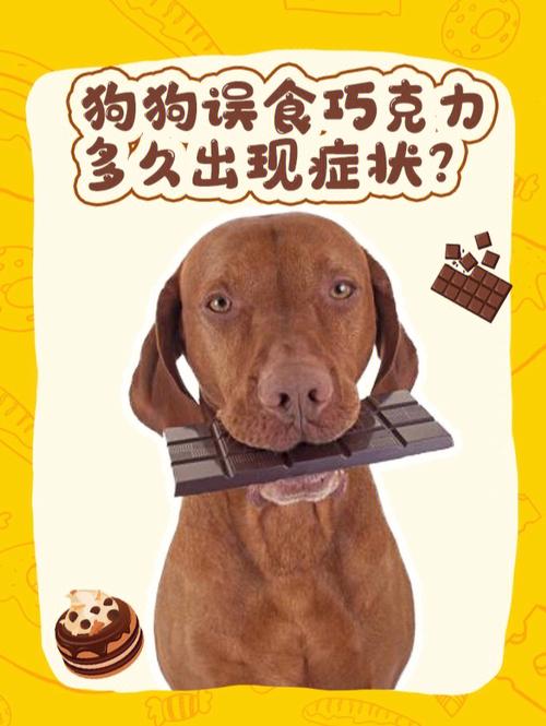 狗狗吃多少巧克力会死,狗狗吃多少巧克力会死亡,狗吃巧克力为什么会死狗吃巧克力的后果？