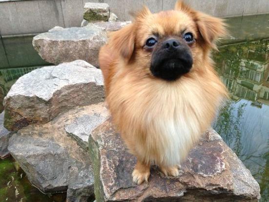 袖狗多少钱一只,袖珍狗多少钱一只,西藏能放入袖中的小型犬介绍？
