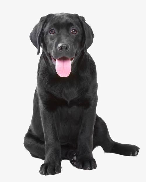 拉布拉多犬多少钱一只黑色,拉布拉多犬多少钱一只黑色的狗,自己家养的纯黑拉布拉多大概能卖多少钱有人问我买？