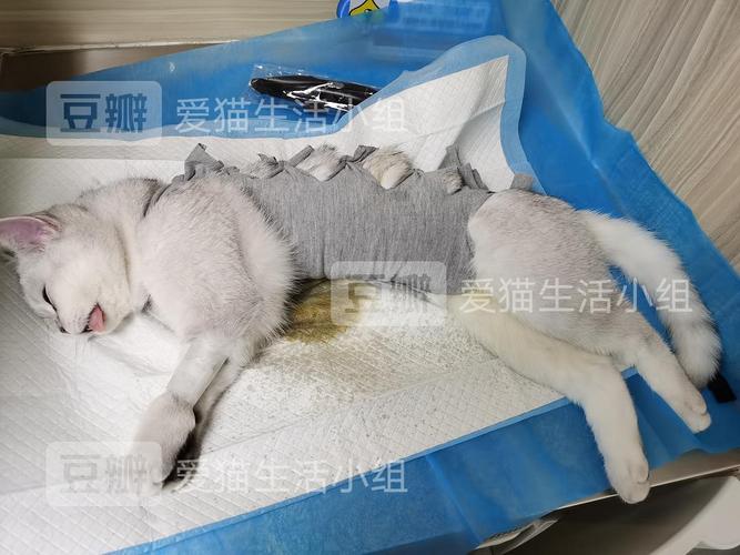 北京母猫绝育手术多少钱,北京母猫绝育手术多少钱一次,北京母猫绝育医院哪个好？