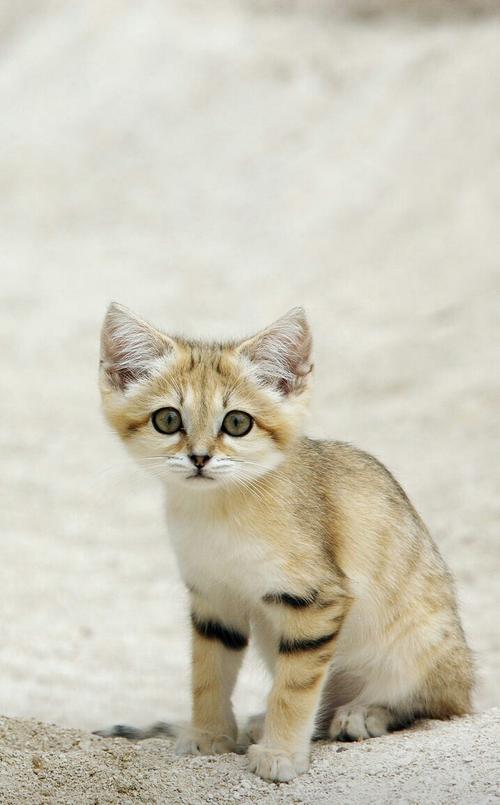 沙丘猫多少钱一只,中国禁养的26种猫,什么品种的猫体型小？