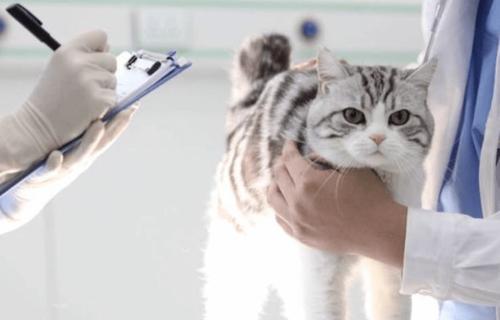 给猫做检查多少钱,给猫做检查多少钱一次,猫咪手术费用一般多少？