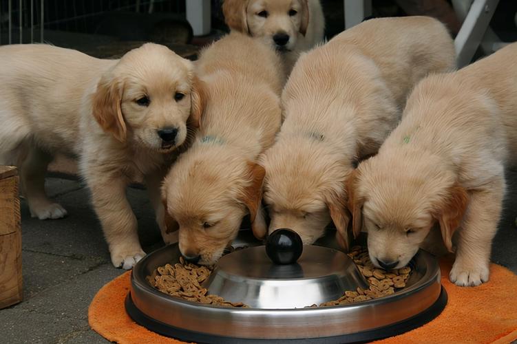 金毛幼犬一次喂多少狗粮,金毛幼犬一次喂多少狗粮正常,金毛下崽喂多少？