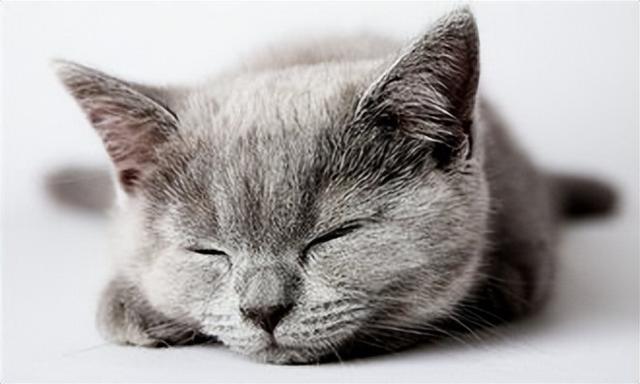 猫咪最多能活多少年,猫咪最多能活多少年寿命,猫虱子的生命期有多长？