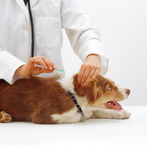 训练狗狗多少钱,训练狗狗多少钱一个月,狗打疫苗和驱虫要多少钱？