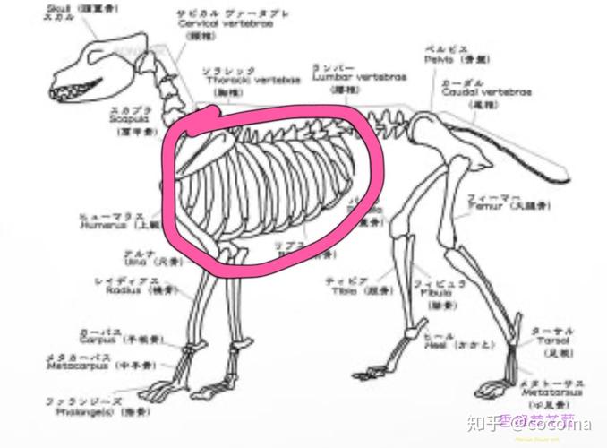 狗有多少根肋骨,狗有多少根肋骨图片,狗的腹部是哪里？