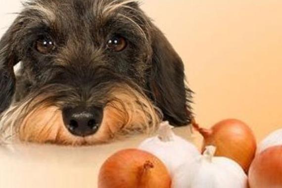 狗吃多少洋葱会中毒,狗吃了洋葱多久没事就没事了,狗狗吃了洋葱炒的猪肝结果会怎样？