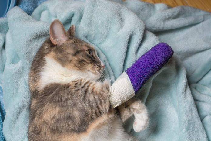 猫腿骨折了多少钱,猫腿骨折了多少钱能治好,急!猫腿骨折处伤口腐烂怎么办？