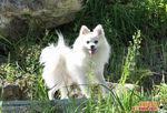 银狐犬价格多少钱一只,,一只成年的日本银狐能卖多少钱？