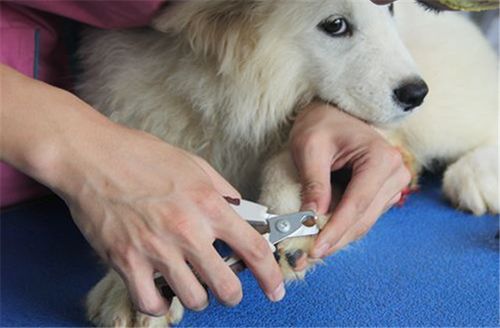 狗狗剪指甲多少钱,狗狗剪指甲多少钱一次,2个月大的小狗可以剪指甲吗？