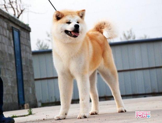 北京秋田犬多少钱,北京秋田犬多少钱一只幼崽,北京禁养犬名单2021？