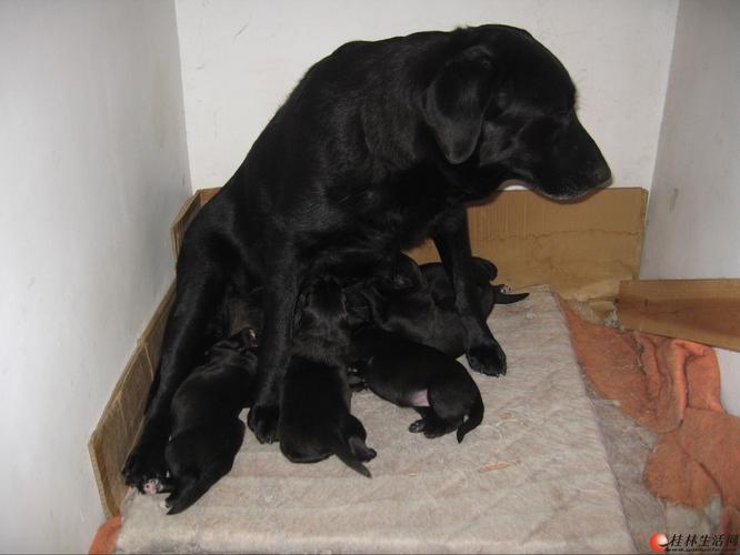 黑色拉布拉多犬多少钱一只,黑色拉布拉多犬多少钱一只幼崽,拉布拉多纯黑色7个月大能卖多少钱？