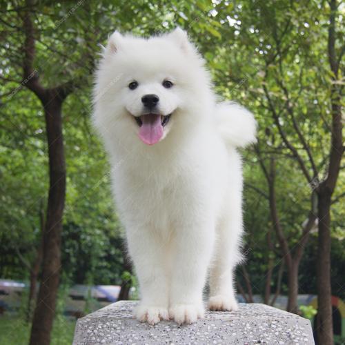 上海萨摩耶犬多少钱一只,上海萨摩耶犬多少钱一只幼犬,萨摩耶犬多少钱一只？